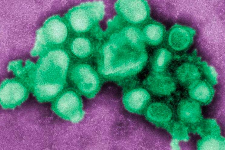 Flu Frenzy